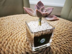  Mini pot succulent