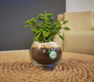  small office plant